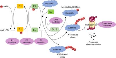 Ubiquitination of Nonhistone Proteins in Cancer Development and Treatment